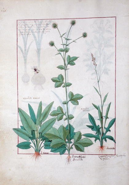 Sra. Fv VI  1 fol.119v Sorrel e Gariofilata (Benedicta Wood) ilustração do livro de medicamentos simples por Mattheaus Platearius (dc1161) c.1470 de Robinet Testard