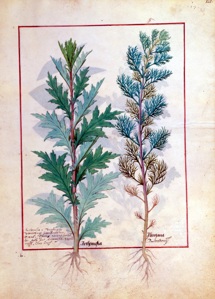 Duas variedades de Artemesia, ilustração do livro de medicamentos simples por Mattheaus Platearius 120r de Robinet Testard