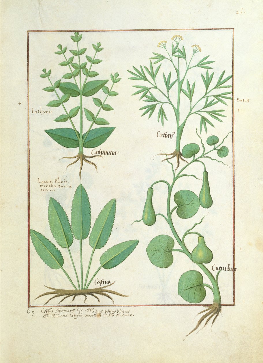 Euphorbia Lathyris, Beechwort, hortelã e figo, ilustração do livro de medicina simples por Mattheaus Platearius 122 de Robinet Testard