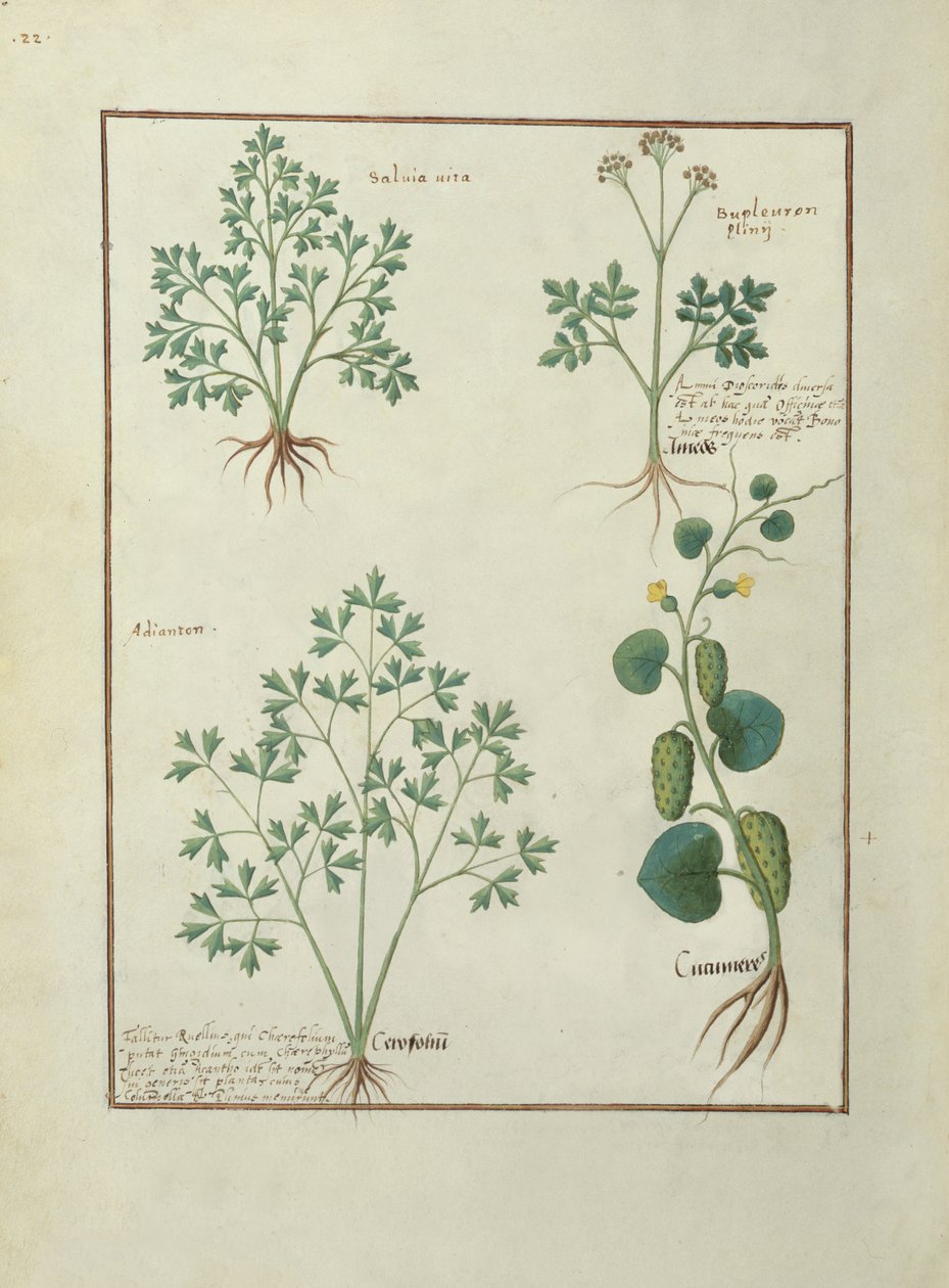 Sra. Fv VI  1 fol.122v Linha Superior: Sage e Bupleurum, ilustração do Livro de Medicamentos Simples de Mattheaus Platearius (dc1161) c.1470 de Robinet Testard