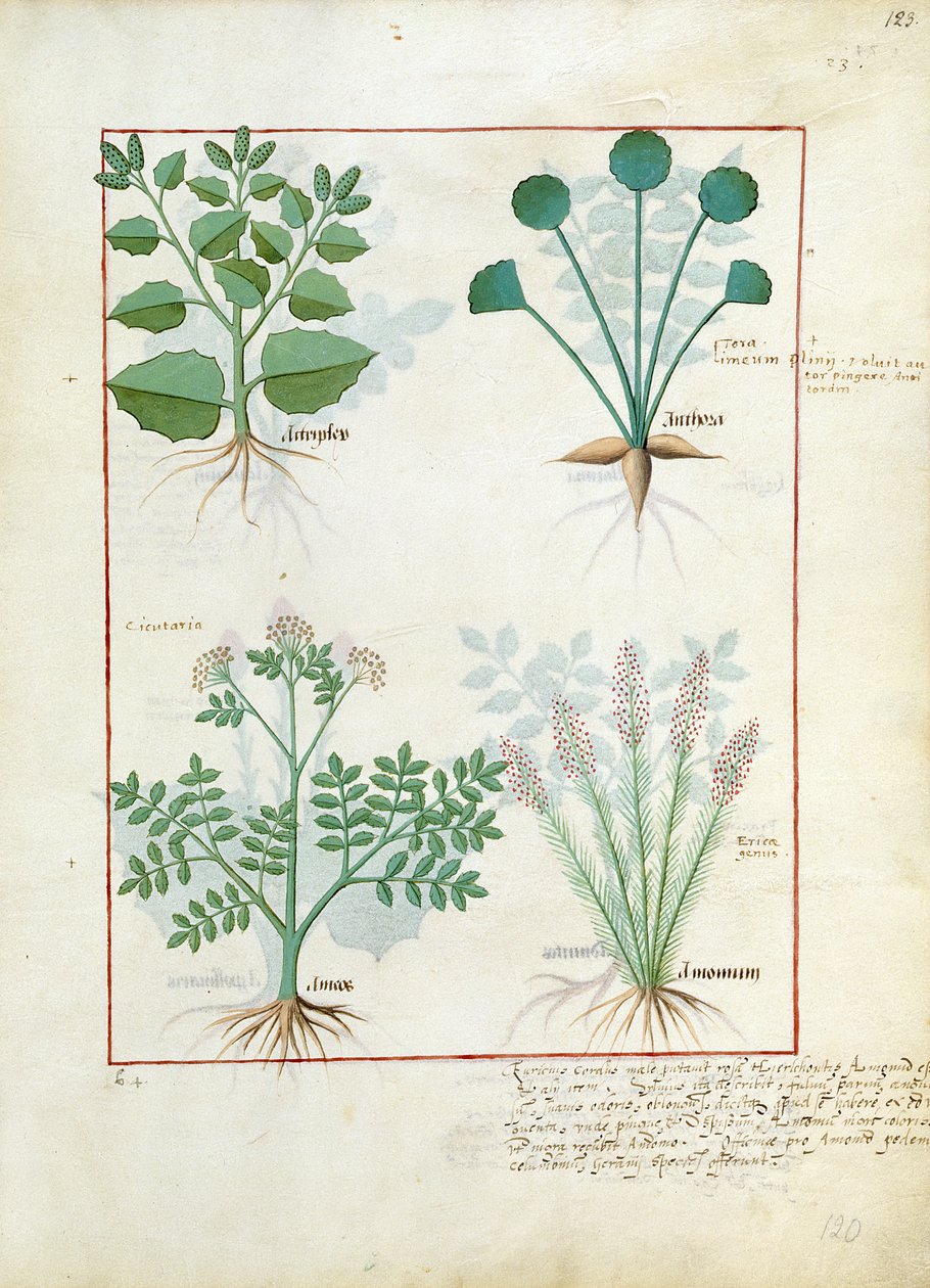 Sal Bush e Anthora. Linha inferior: absinto e cardamomo, ilustração do livro simples de medicamentos por Mattheaus Platearius 123r de Robinet Testard