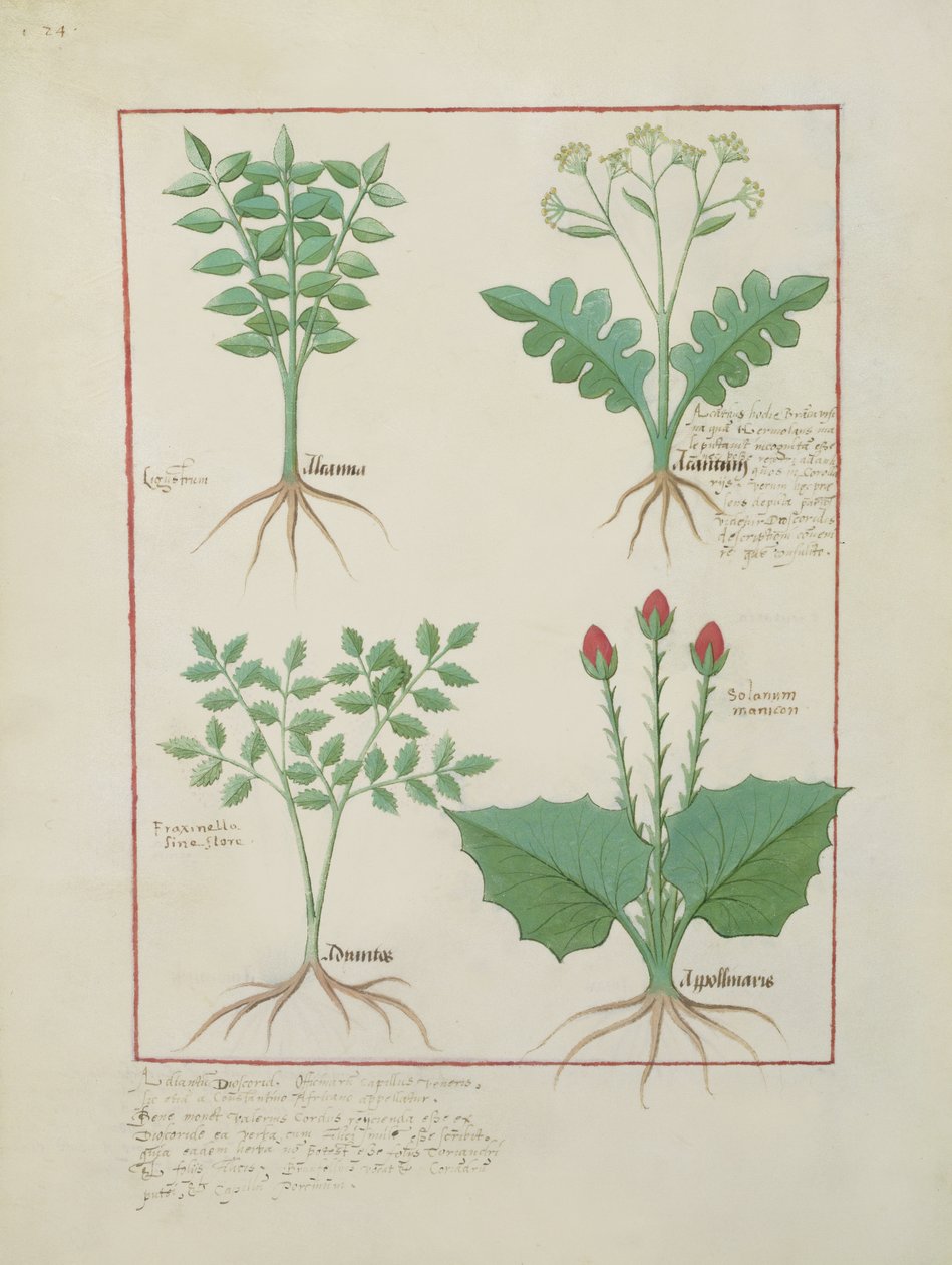 Sra. Fv VI  1 fol.123v Linha superior: Ligustro e Acanthus. Linha inferior: planta da grama e Apollinaris, ilustração do livro de medicamentos simples, por Matthaeus Platearius (dc1161) c.1470 de Robinet Testard