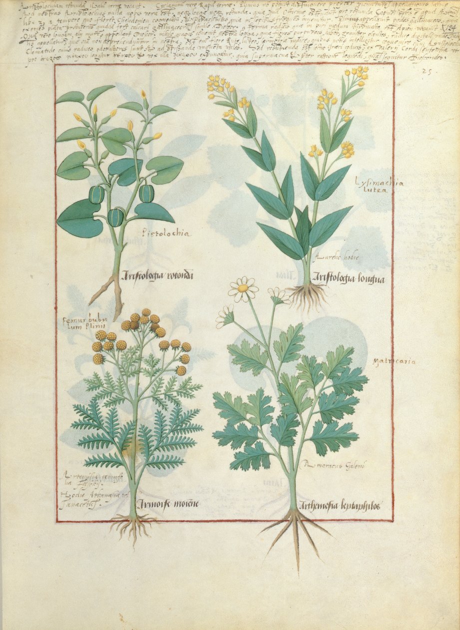 Fila de cima: Aristolochia Rotundi e Aristolochia Longua. Linha inferior: Armoise e Artemesia, ilustração do Livro Simples de Medicamentos, de Matteaus Platearius 124r de Robinet Testard