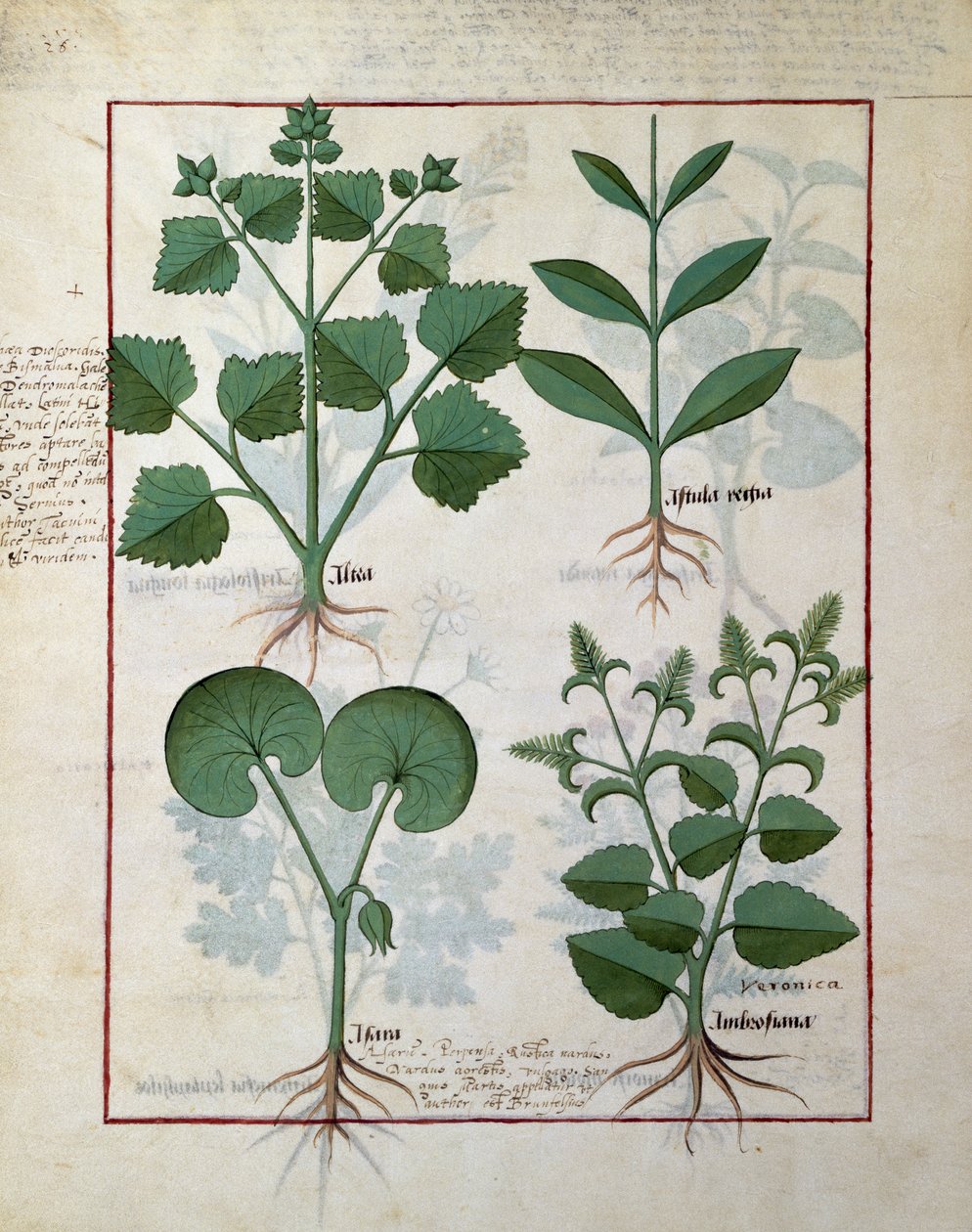 Marshmallow e Hastula Regia. Linha inferior: Asarabacca e Speedwell, ilustração do livro simples dos medicamentos por Matteaus Platearius124v de Robinet Testard