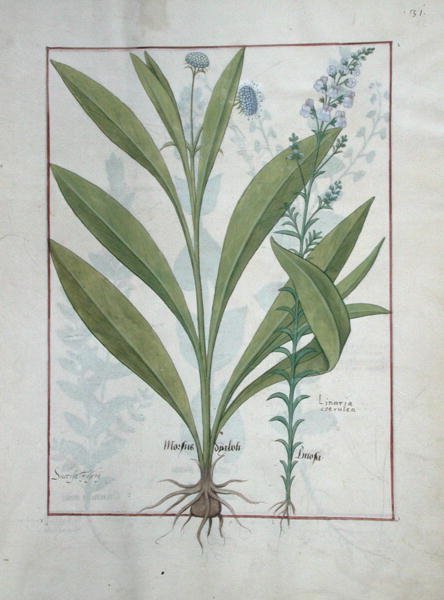 Sra. Fv VI  1 fol.127r Escabiose e Toadflax, ilustração de O Livro de Medicamentos Simples, de Mattheaus Platearius (dc1161) c.1470 de Robinet Testard