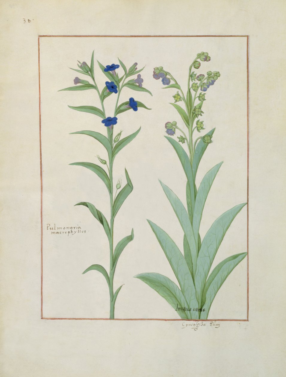 Sra. Fv VI  1 fol.130v Pulmonaria e Lungwort, ilustração de O Livro de Medicamentos Simples, de Mattheaus Platearius (dc1161) c.1470 de Robinet Testard