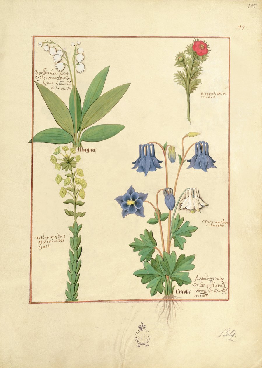 Ilustração do Livro de Medicamentos Simples de Mattheaus Platearius 135r de Robinet Testard