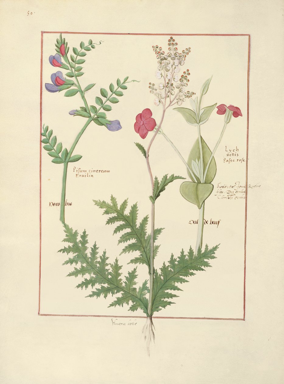 Ilustração do livro de medicamentos simples de Mattheaus Platearius de Robinet Testard