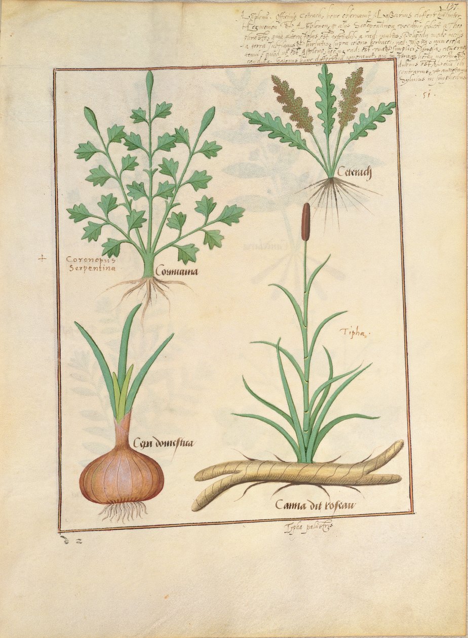 Ilustração do livro de medicamentos simples de Mattheaus Platearius 137r de Robinet Testard