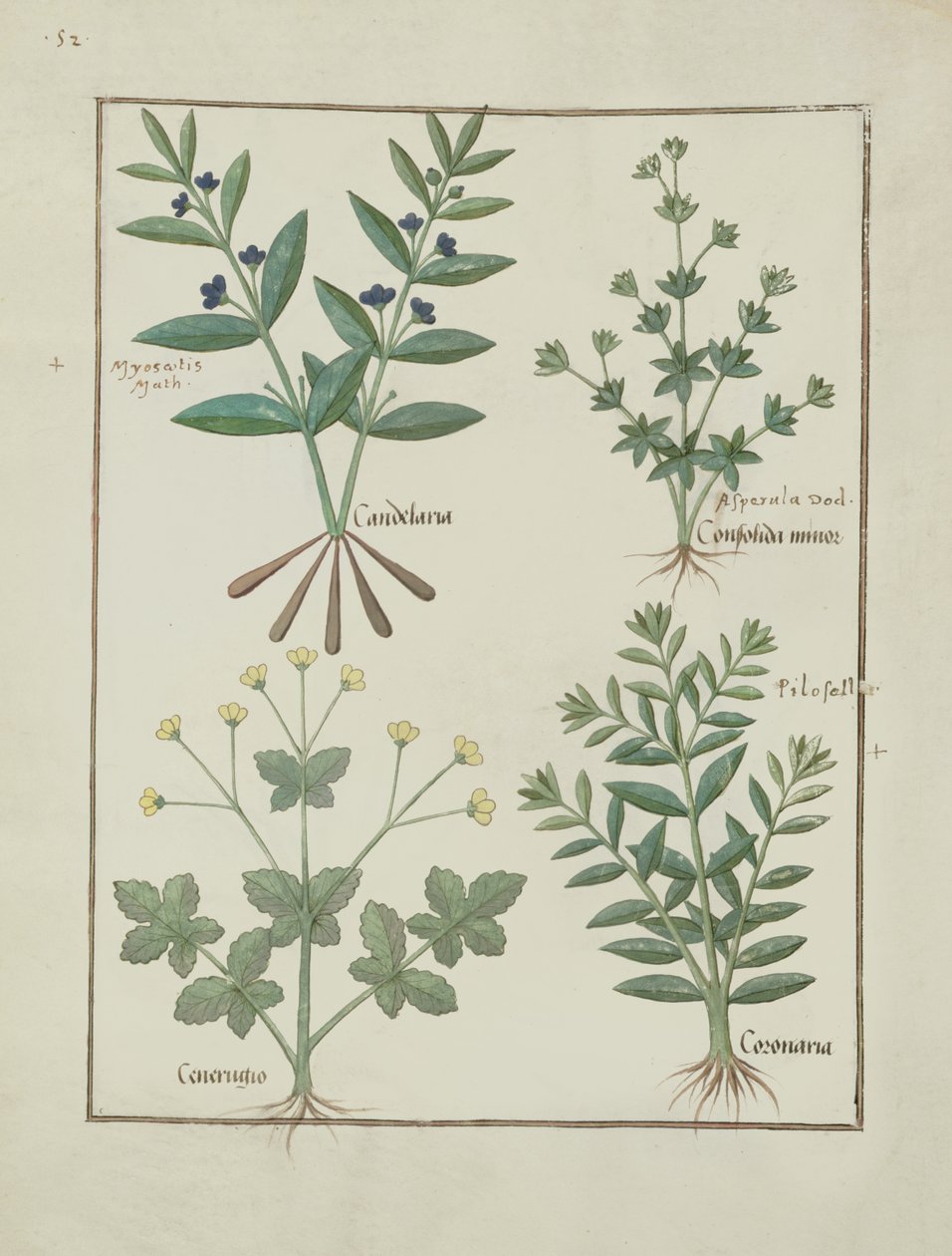 Sra. Fv VI  1 fol.137v Ilustração do Livro de Medicamentos Simples de Mattheaus Platearius (dc1161) c.1470 de Robinet Testard