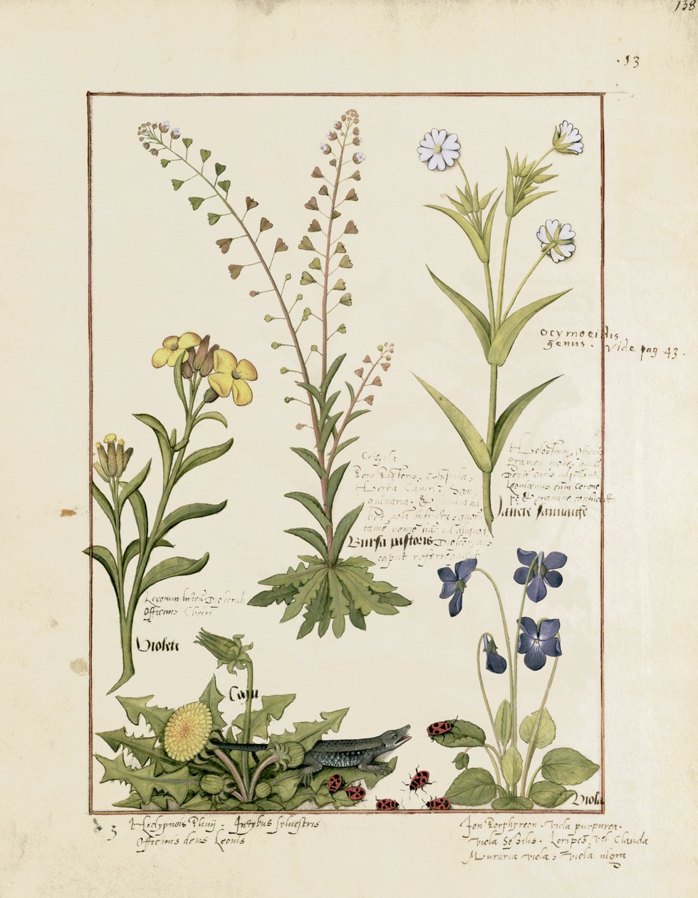 Ilustração do livro de medicamentos simples por Mattheaus Platearius 138r de Robinet Testard