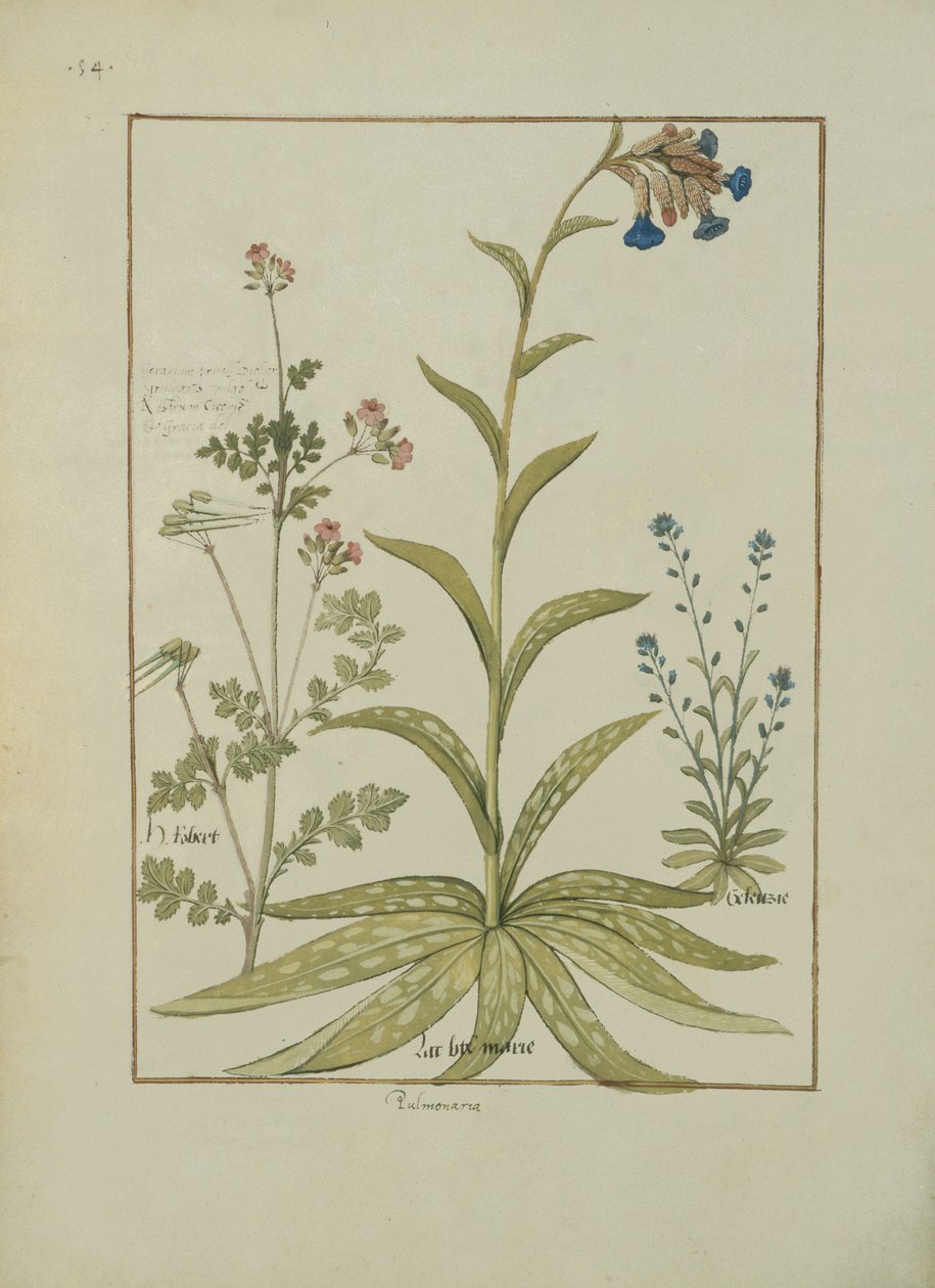 Sra. Fv VI  1 fol.138v Lungwort e gerânio, ilustração do livro de medicamentos simples por Mattheaus Platearius (dc1161) c.1470 de Robinet Testard