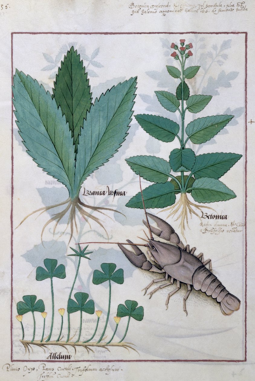 Ilustração do livro de medicamentos simples de Mattheaus Platearius 139v de Robinet Testard