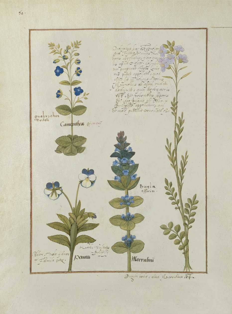 Sra. Fv VI  1 fol.141v Ilustração do Livro de Medicamentos Simples de Mattheaus Platearius (dc1161) c.1470 de Robinet Testard