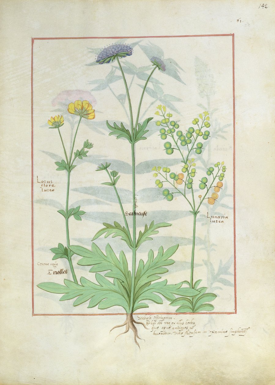 Ilustração do livro de medicamentos simples por Mattheaus Platearius 142r de Robinet Testard