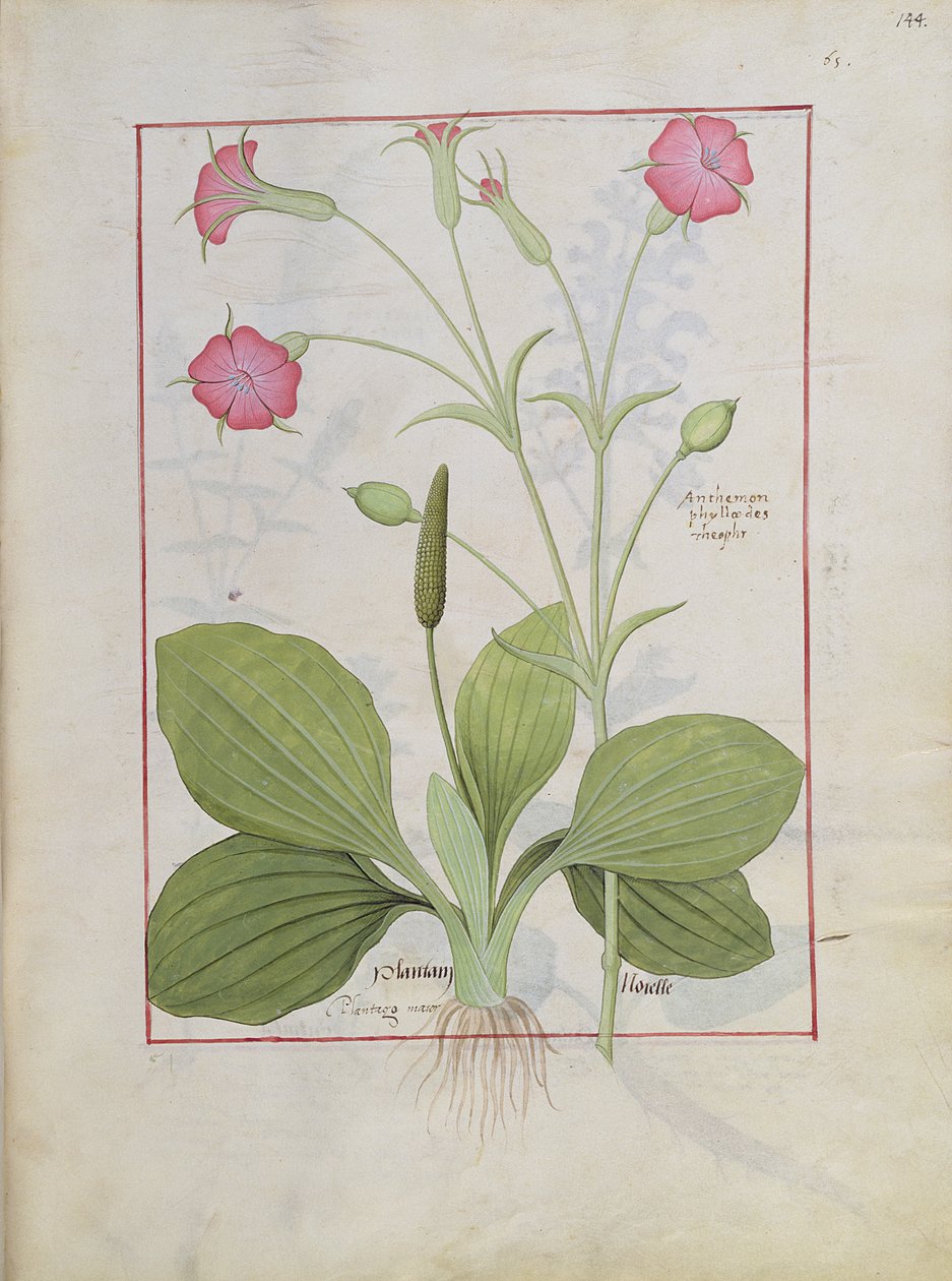 Ilustração do livro de medicamentos simples de Mattheaus Platearius 144r de Robinet Testard