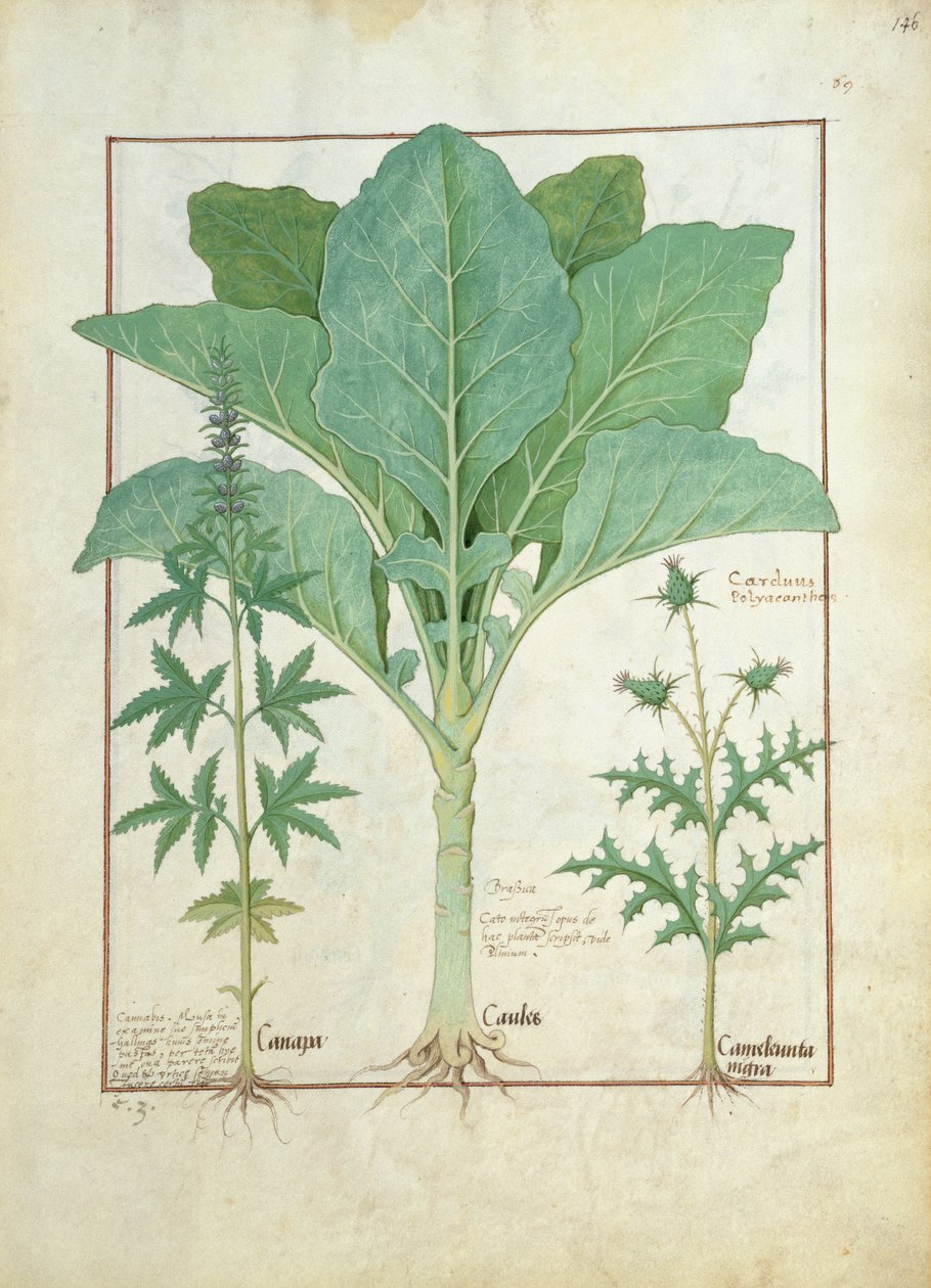 Cannabis, Brassica e Thistle, ilustração do livro de medicamentos simples por Mattheaus Platearius 145 de Robinet Testard