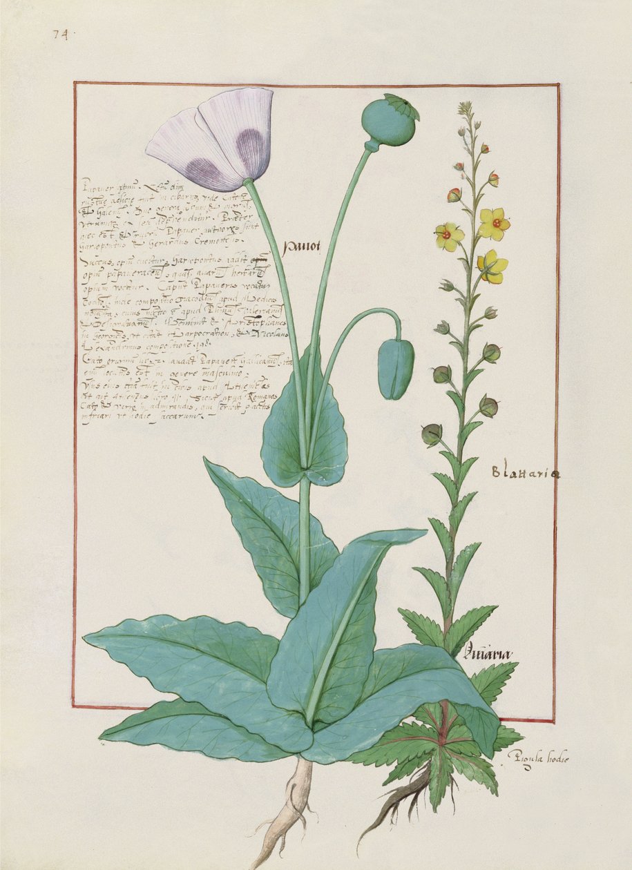 Poppy e Figwort, ilustração do livro de medicamentos simples por Mattheaus Platearius 148v de Robinet Testard