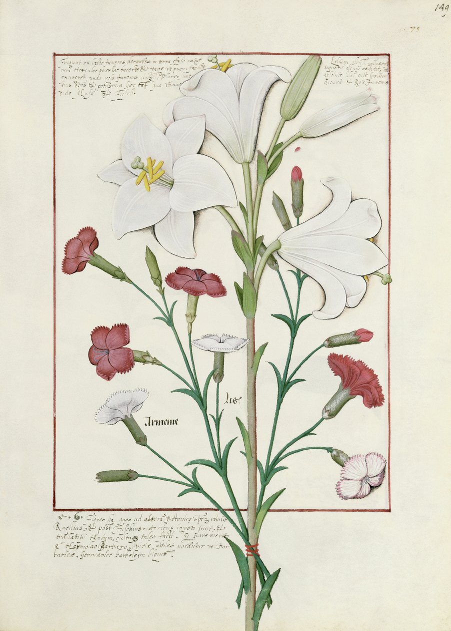 Ilustração do livro de medicamentos simples de Mattheaus Platearius 149r de Robinet Testard