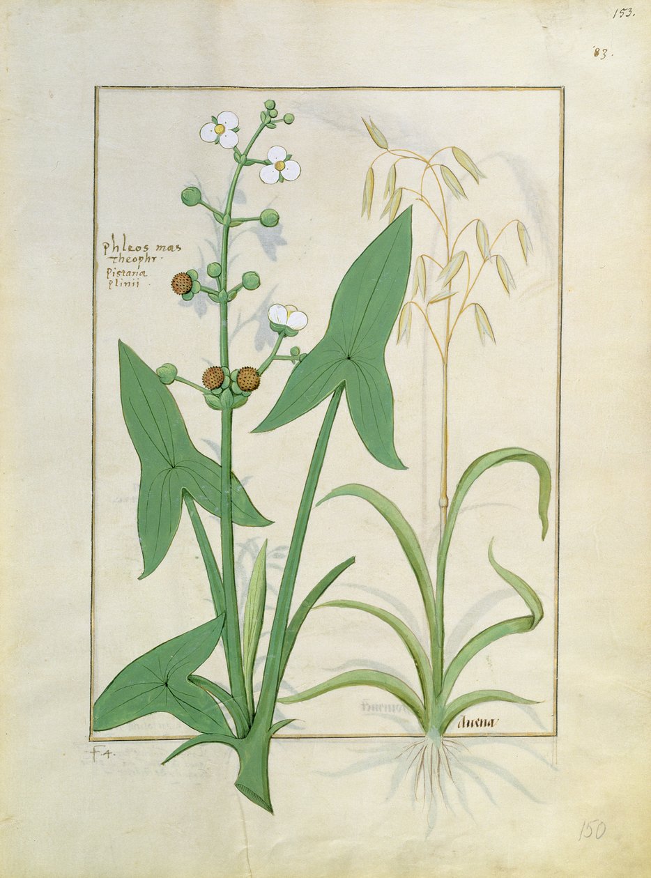 Ilustração do livro de medicamentos simples de Mattheaus Platearius 153r de Robinet Testard