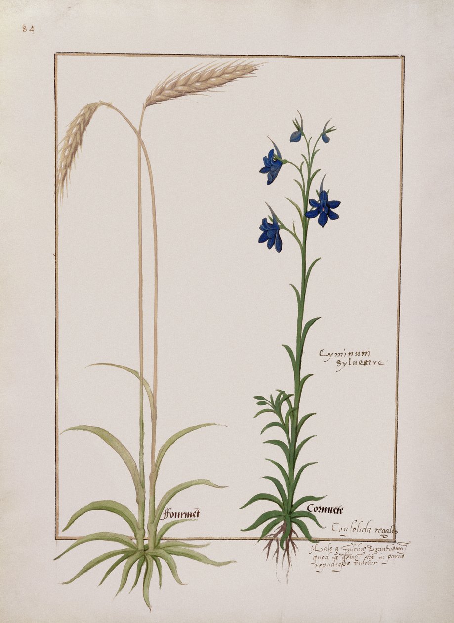 Sra. Fv VI  1 fol.153v Espiga de Milho e Cyminum Sylvestre, Ilustração do Livro de Medicamentos Simples de Mattheaus Platearius (dc1161) c.1470 de Robinet Testard