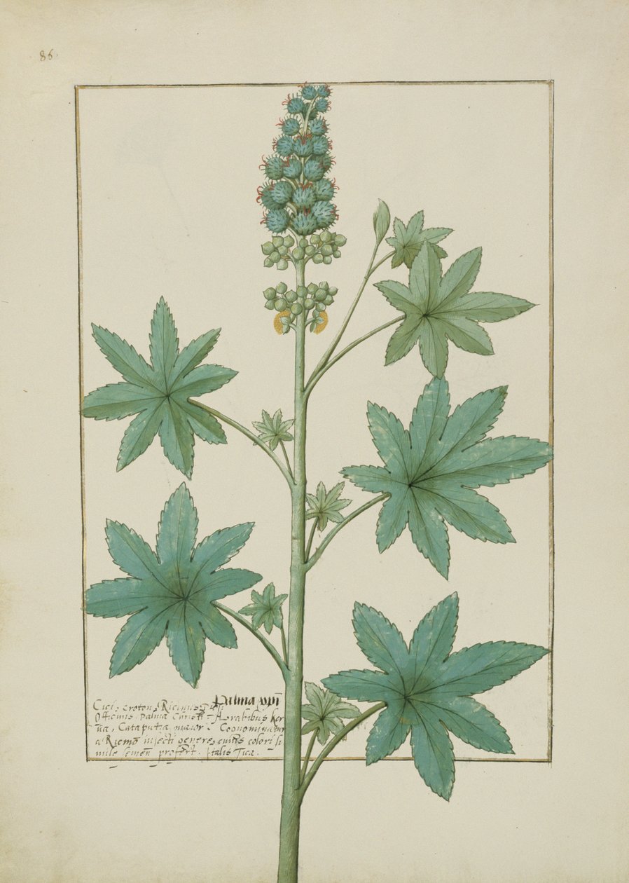 Sra. Fv VI  1 fol.154v Ilustração do Livro de Medicamentos Simples de Mattheaus Platearius (dc1161) c.1470 de Robinet Testard