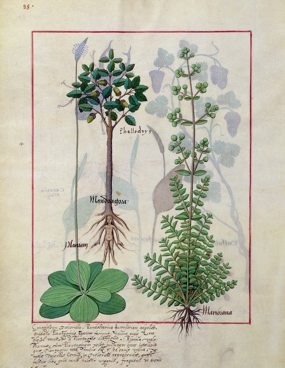Ilustração do livro de medicamentos simples de Mattheaus Platearius 155v de Robinet Testard