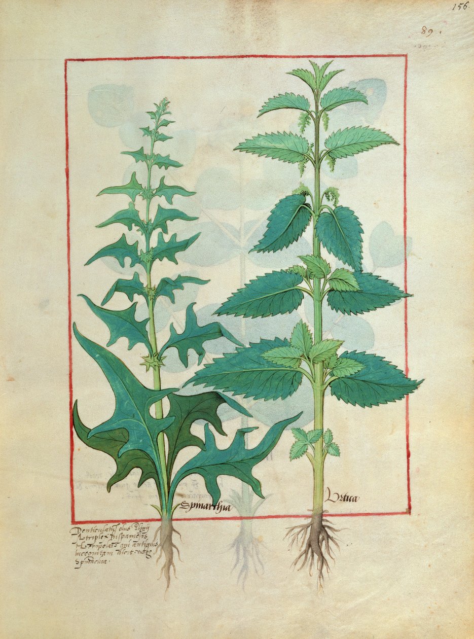 Urticaceae (família da urtiga) Ilustração do livro de medicinas simples por Mattheaus Platearius 156 de Robinet Testard