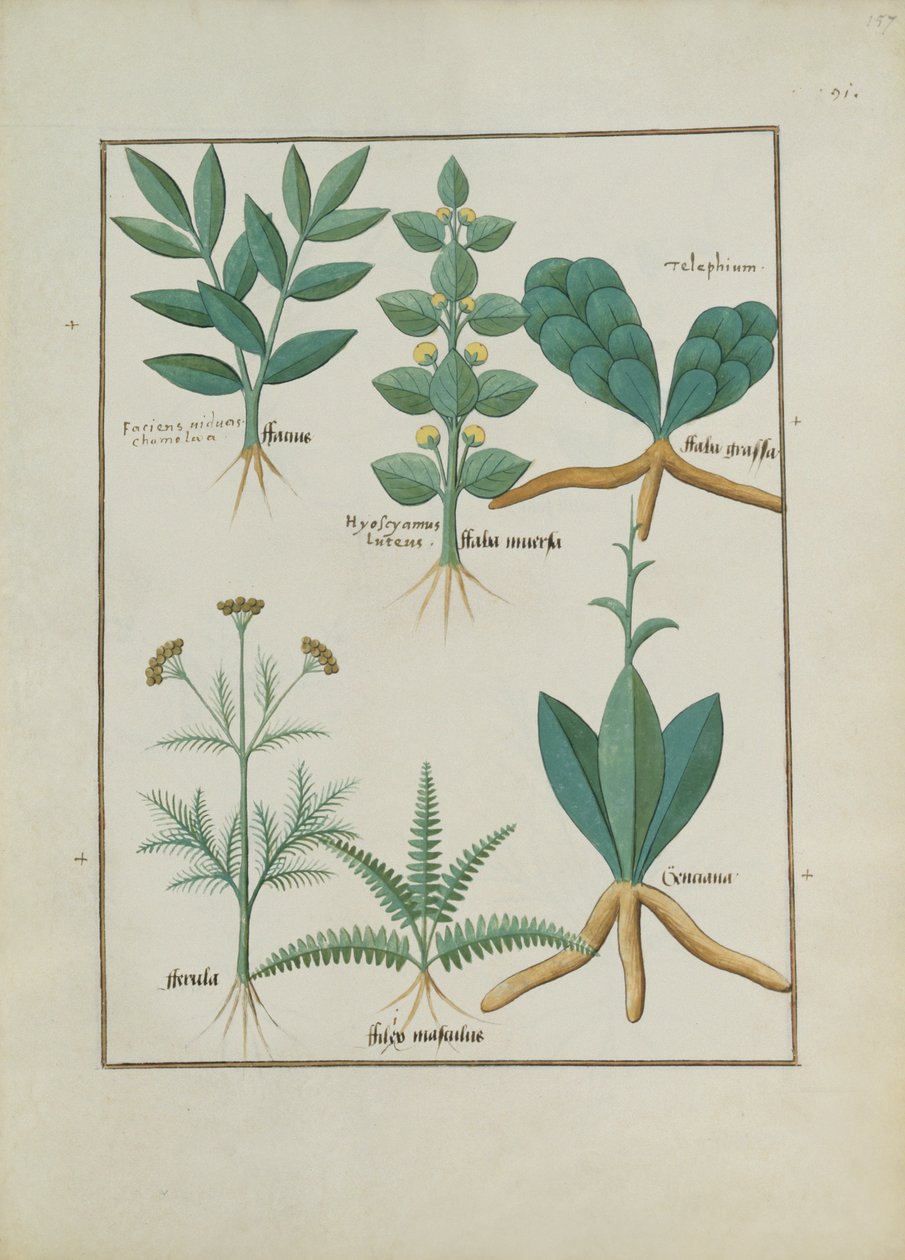 Sra. Fv VI  1 fol.157r Samambaias e Arbustos, Ilustração do Livro de Medicamentos Simples de Mattheaus Platearius (dc1161) c.1470 de Robinet Testard