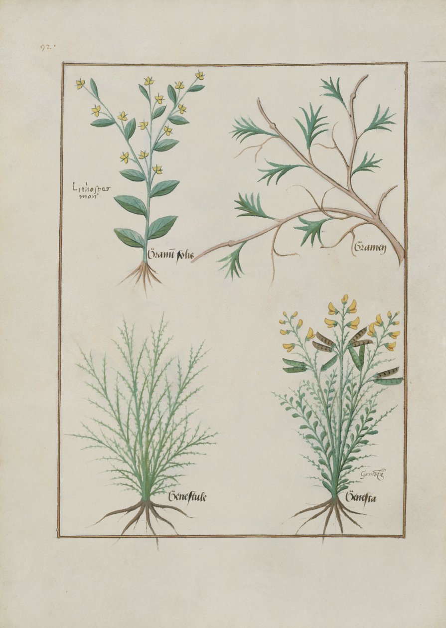Sra. Fv VI  1 fol.157v Ilustração do Livro de Medicamentos Simples de Mattheaus Platearius (dc1161) c.1470 de Robinet Testard