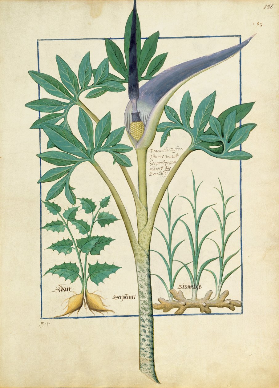 Orquídea, ilustração do livro de medicamentos simples por Mattheaus Platearius 158r de Robinet Testard
