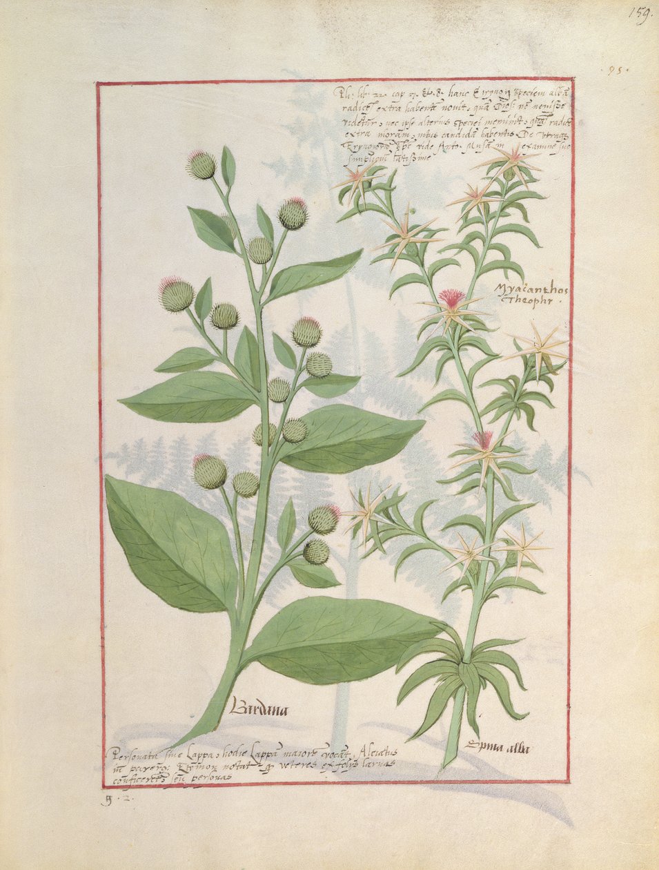 Ilustração do livro de medicamentos simples de Mattheaus Platearius 159 de Robinet Testard