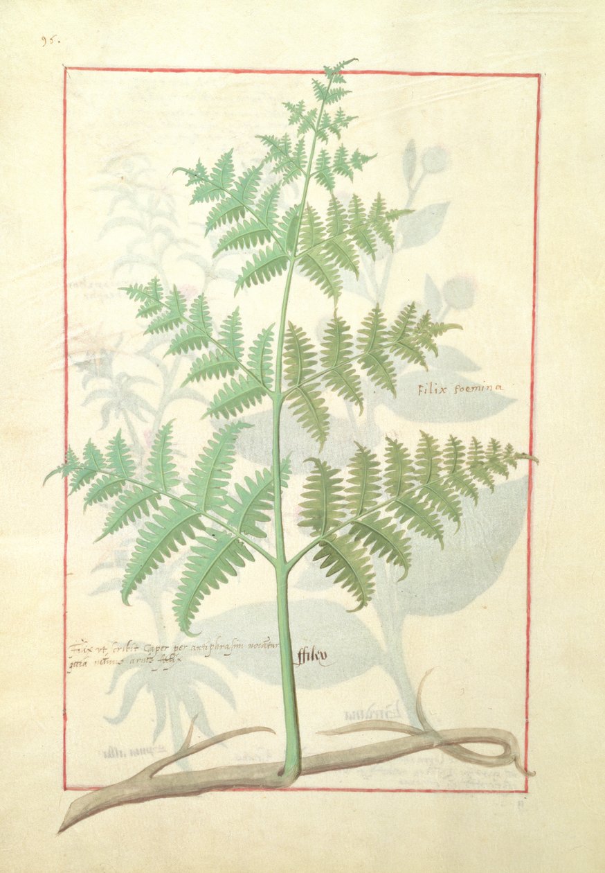 Ilustração do livro de medicamentos simples de Mattheaus Platearius 159v de Robinet Testard