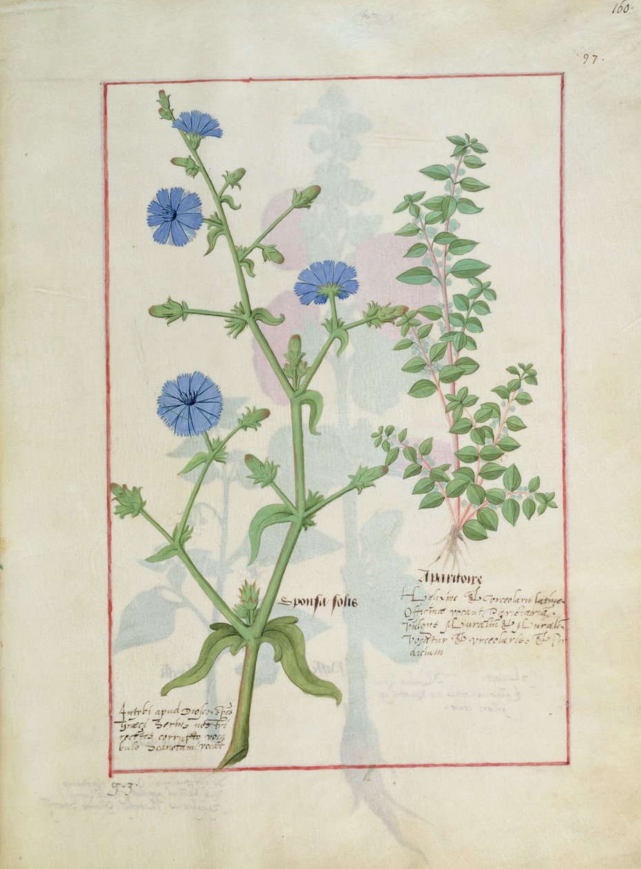 Ilustração do livro de medicamentos simples por Mattheaus Platearius 160r de Robinet Testard