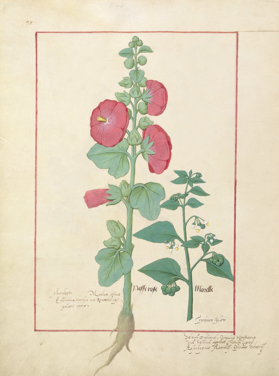 Ilustração do Livro de Medicamentos Simples de Mattheaus Platearius 160v de Robinet Testard