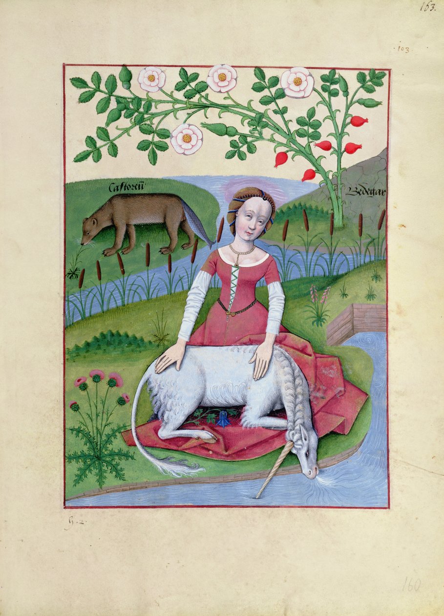 Sra. Fv VI fol.163r Ilustração do Livro de Medicamentos Simples de Mattheaus Platearius de Robinet Testard