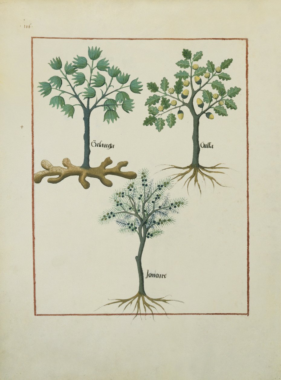 Sra. Fv VI  1 fol.164v Ilustração do Livro de Medicamentos Simples de Mattheaus Platearius (dc1161) c.1470 de Robinet Testard
