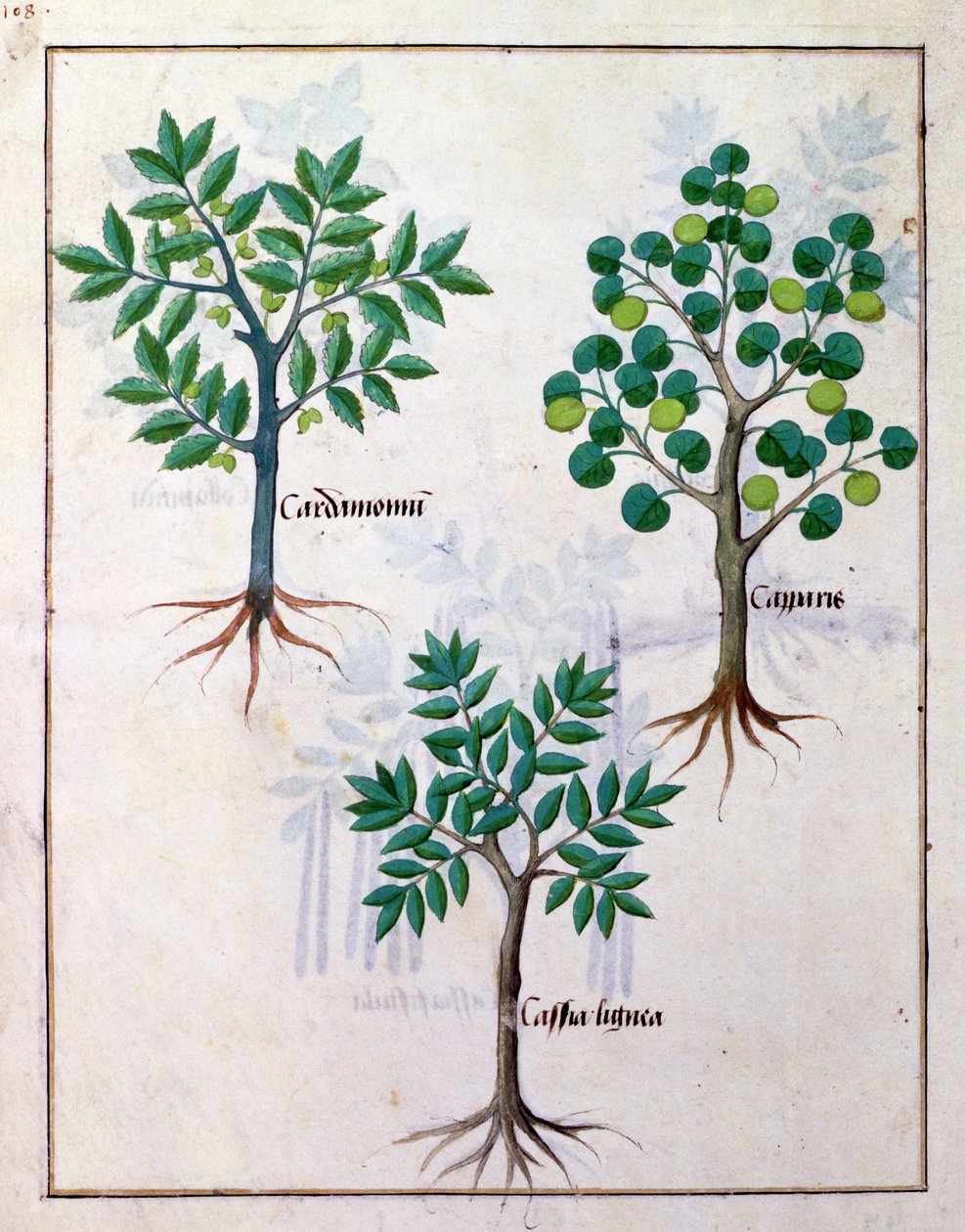 Ilustração do Livro de Medicamentos Simples de Mattheaus Platearius 165v de Robinet Testard