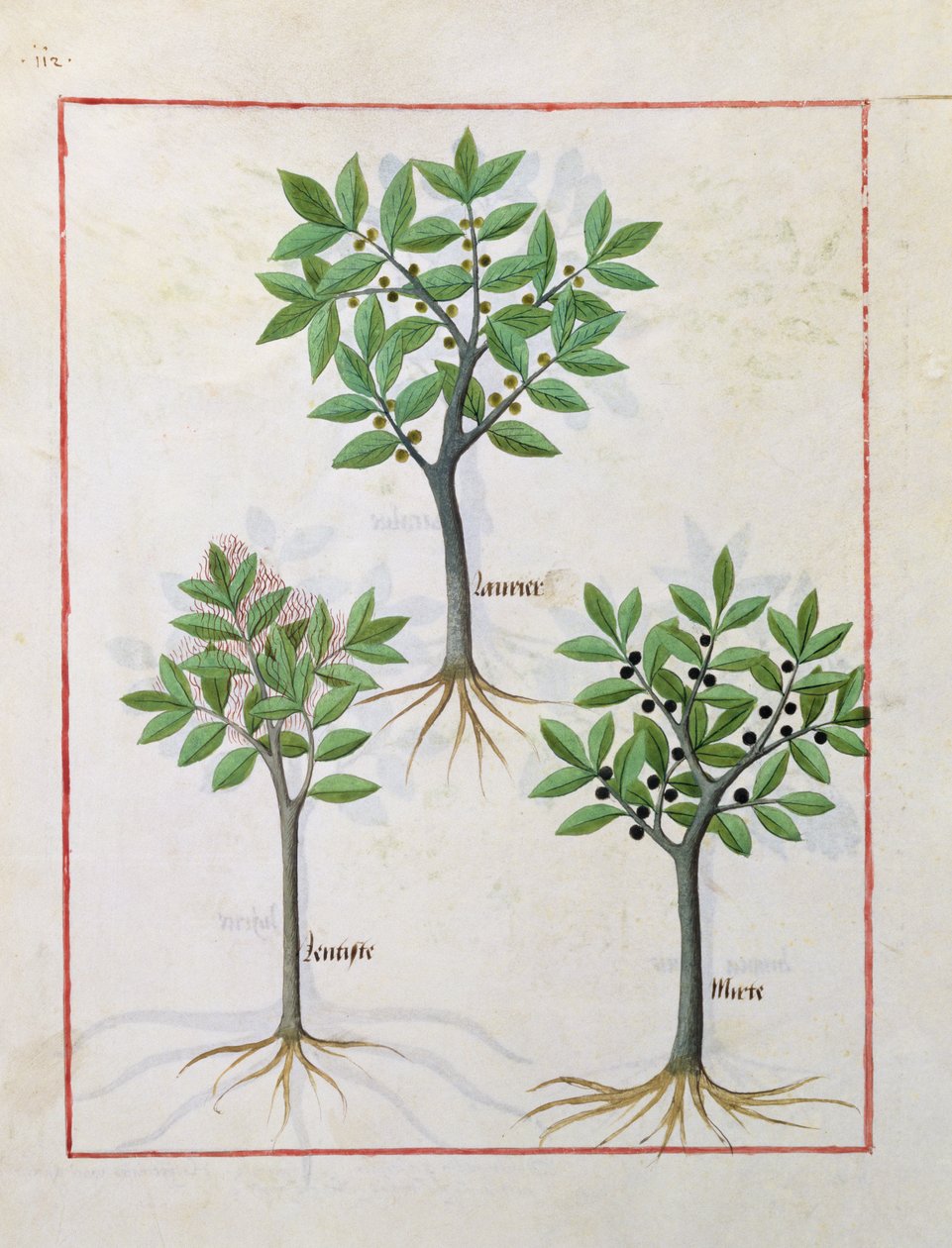 Ilustração do livro de medicamentos simples de Mattheaus Platearius 166v de Robinet Testard
