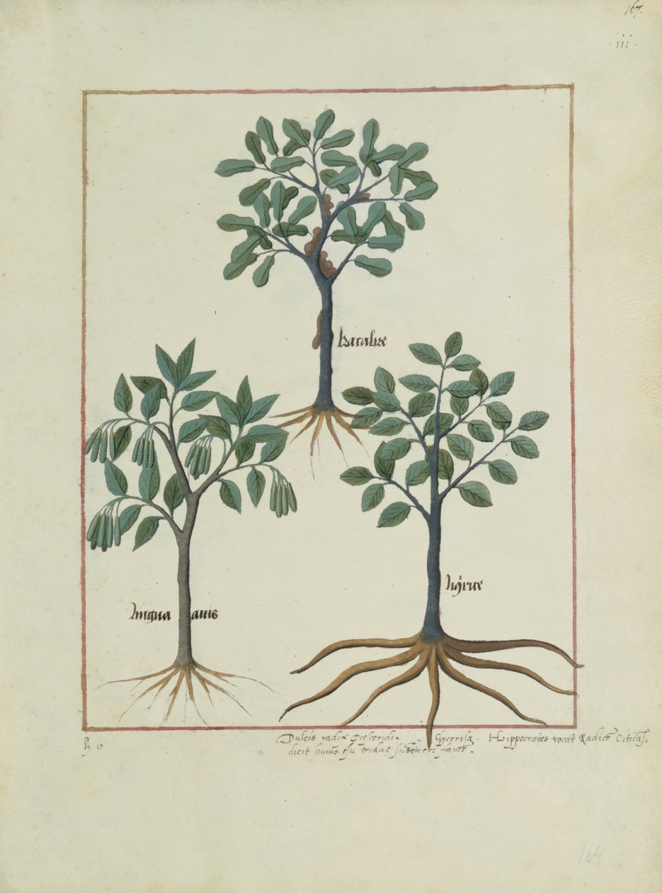 Sra. Fv VI  1 fol.167r Ilustração do Livro de Medicamentos Simples de Mattheaus Platearius (dc1161) c.1470 de Robinet Testard