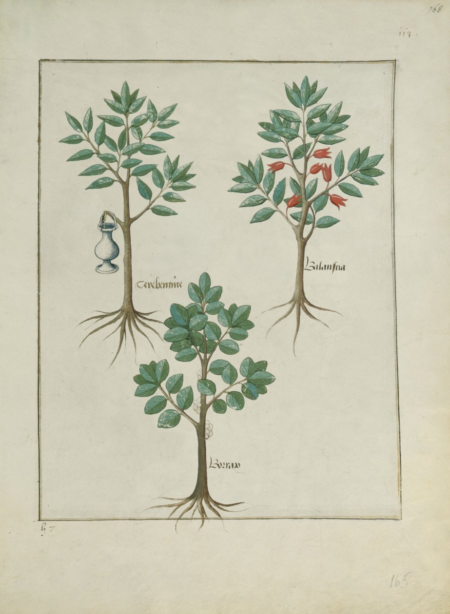 Sra. Fv VI  1 fol.168r Ilustração do Livro de Medicamentos Simples de Mattheaus Platearius (dc1161) c.1470 de Robinet Testard