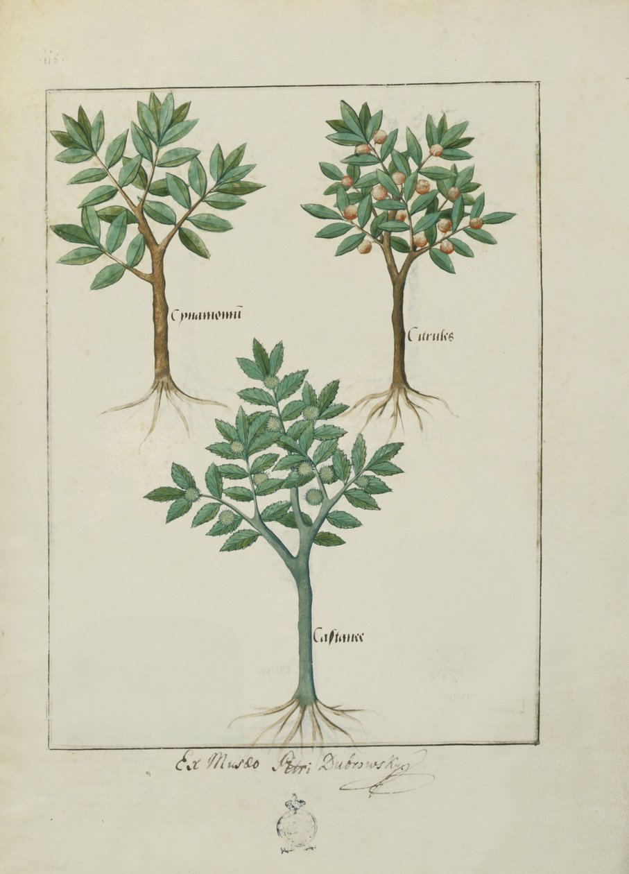 Sra. Fv VI  1 fol.169v Ilustração do Livro de Medicamentos Simples de Mattheaus Platearius (dc1161) c.1470 de Robinet Testard