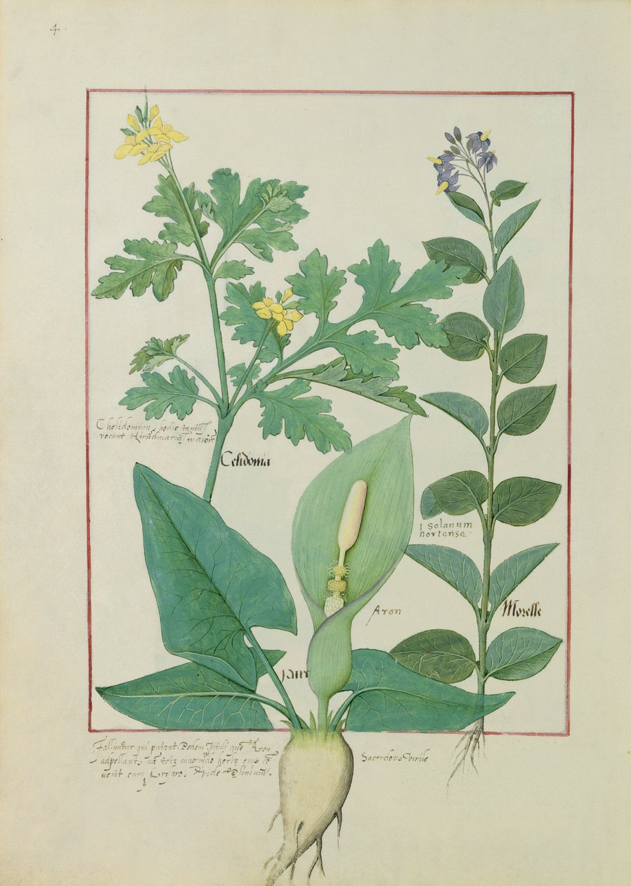Maior celidônia ou papoula, Solanum ou Nightshade e Aron, ilustração do livro de medicamentos simples por Mattheaus Platearius 113v de Robinet Testard