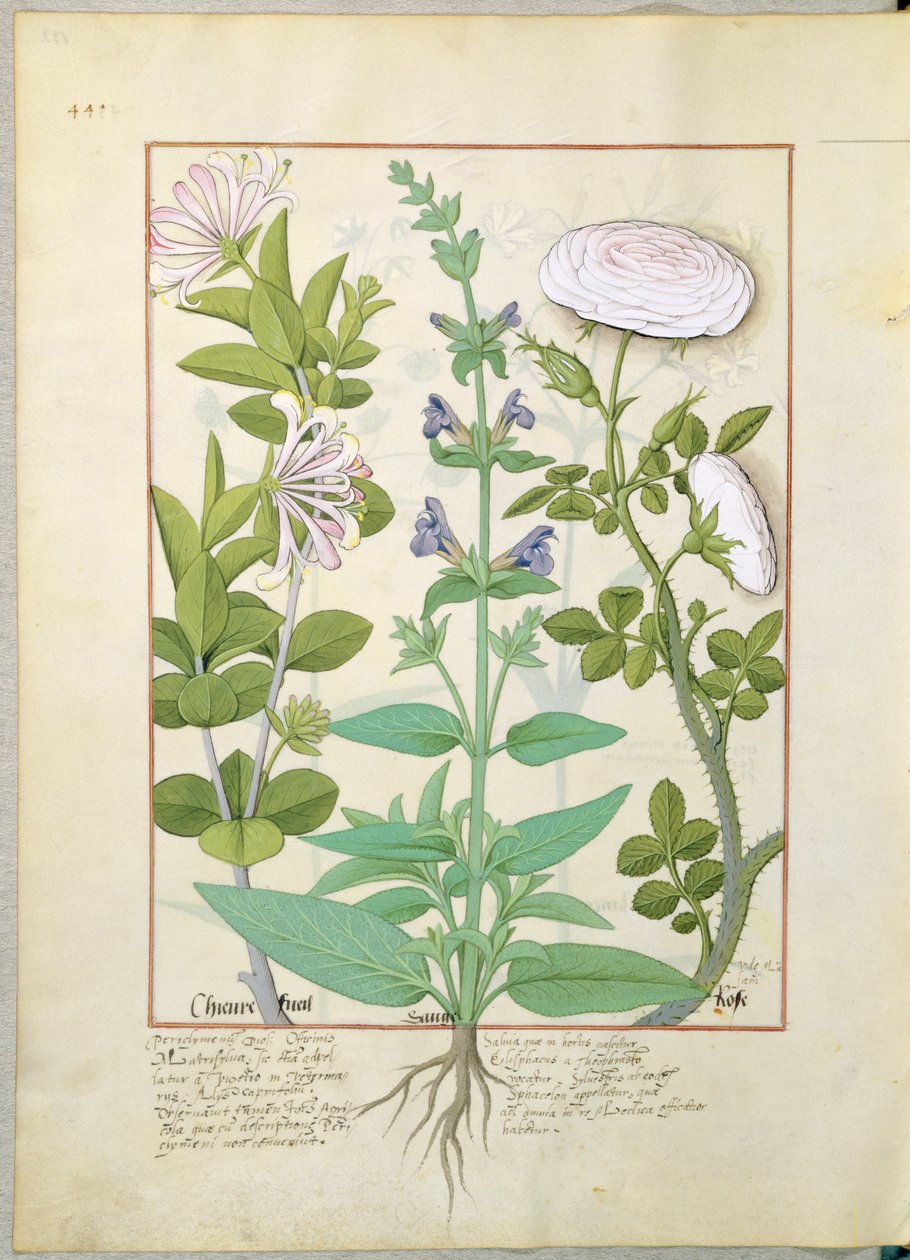 Madressilva, sábio e rosa, ilustração do livro de medicamentos simples por Mattheaus Platearius 133v de Robinet Testard