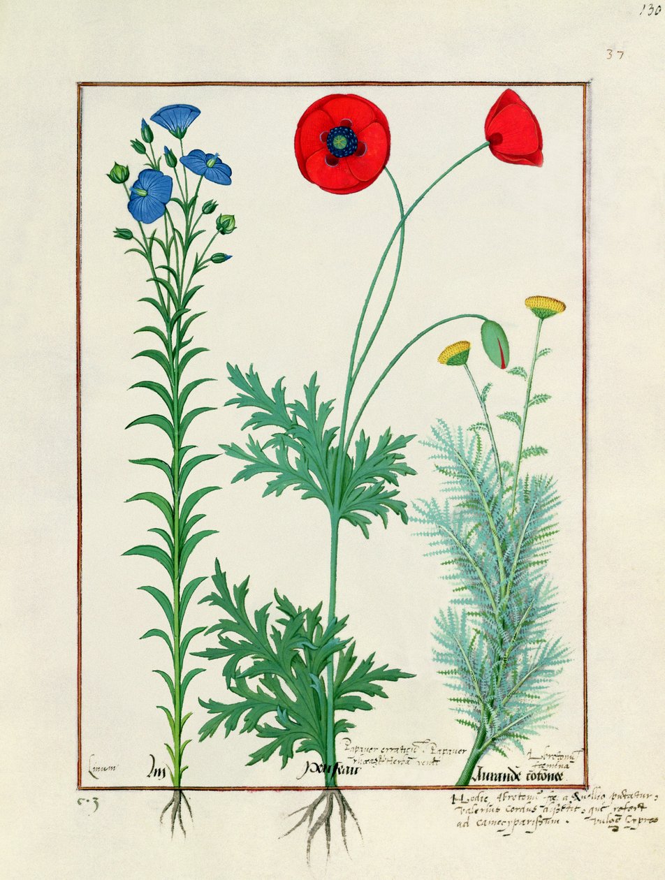 Linum, papoulas de jardim e Abrotanum, ilustração do livro de medicamentos simples, por Mattheaus Platearius de Robinet Testard