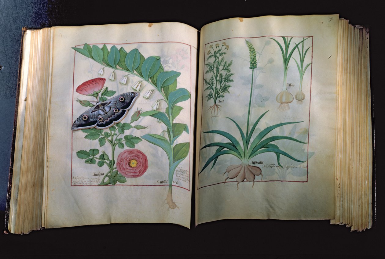 Sra. Fv VI  1 Duas páginas representando Rose e Alho, de O Livro de Medicamentos Simples de Mattheus Platearius (dc1161) c.1470 de Robinet Testard
