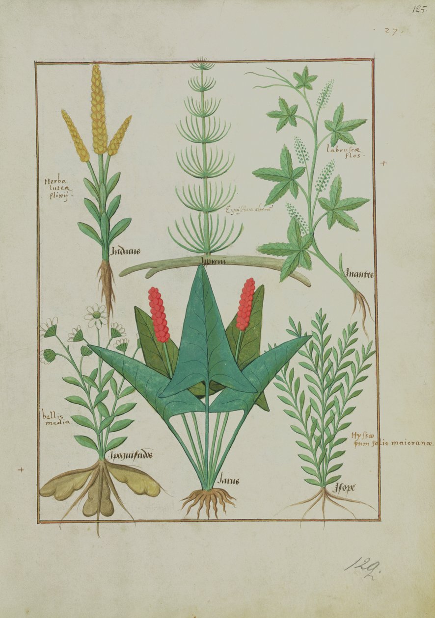 Sra. Fv VI  1 fol.125r Linha superior: Milho, Equisetum e Labruscae flos. Linha inferior: Margarida, Jarus e Manjerona, ilustração do Livro Simples de Medicamentos, de Mattheaus Platearius (dc1161) c.1470 de Robinet Testard