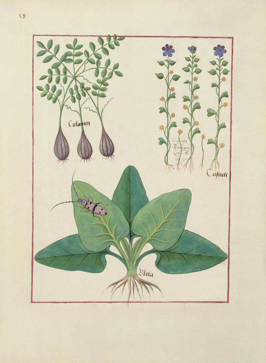 Sra. Fv VI  1 fol. Ilustração do livro de medicamentos simples de Mattheaus Platearius (dc1161) c.1470 de Robinet Testard