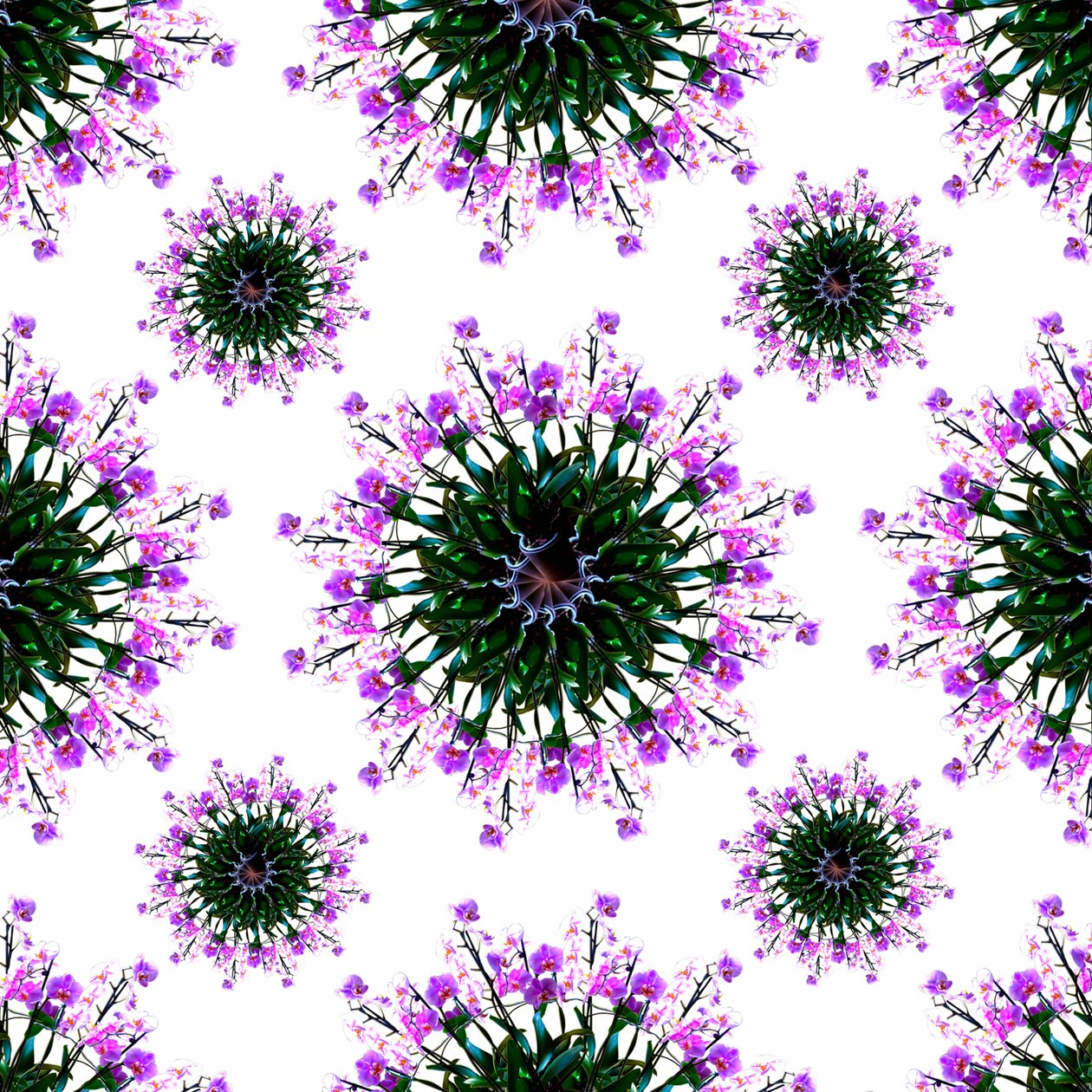 Mundo das Orquídeas de Robyn Parker