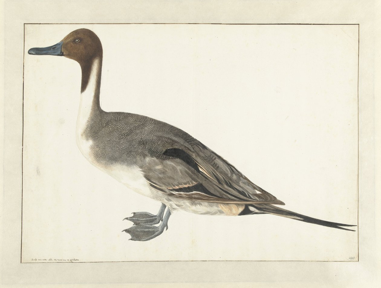 Drake Pintail de Rochus van Veen